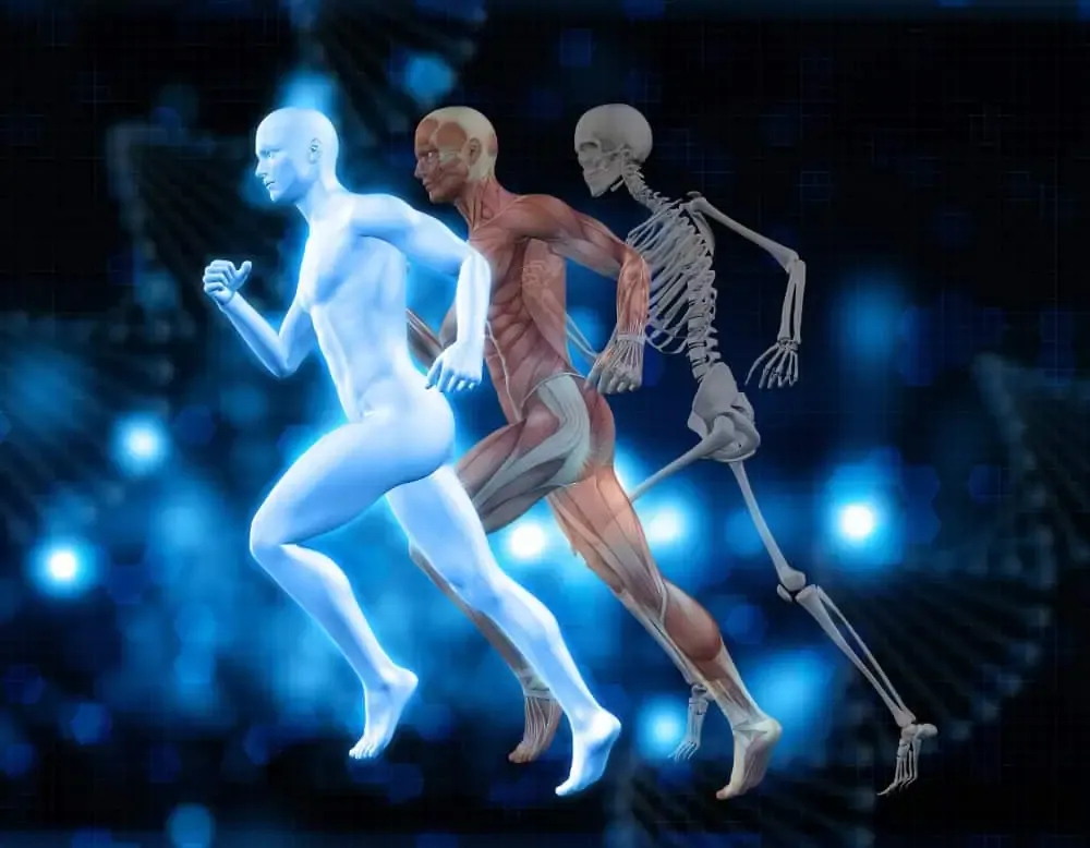 Imagen que representa las capas del cuerpo humano.